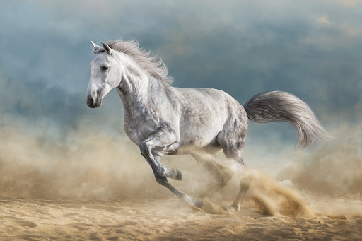 Arabian Horse Breeding Innovation Could Mean An  Unhealthy Future For Their Health