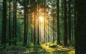 Things To Do In a Forest