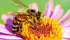 Honeybee Death Surge Raises Concern for Food Security and Ecosystem Stability
