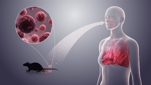 An Illustration showing hantavirus particles, a rat, and infected lungs to represent how the virus spreads and affects the respiratory system.